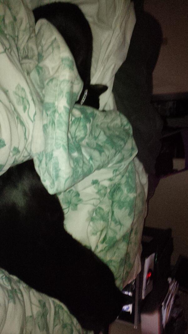 ferniqua's tweet photo. Kitty nap time! http://t.co/70LDIW5pHQ