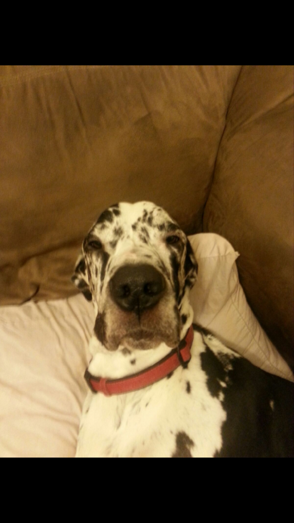 CrystalGarrigus's tweet image. Lance says what&apos;s up!! #greatdane #greatdaneproblems #mybabyboy #♡♥