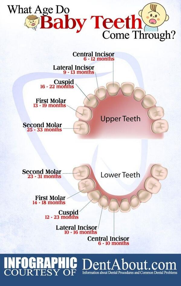 DearBornBaby's tweet image. When can you expect your #baby's #teeth to come in. #teething