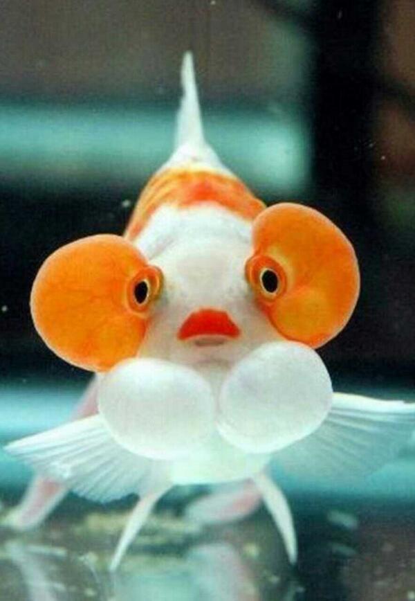 SeaLifeExposed tweet picture