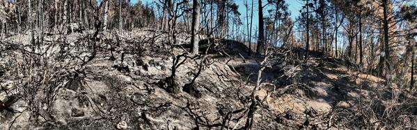 LealKurt's tweet photo. Aftermath of the Big Basin State Park prescribed burn. http://t.co/GG5mlzcGeo