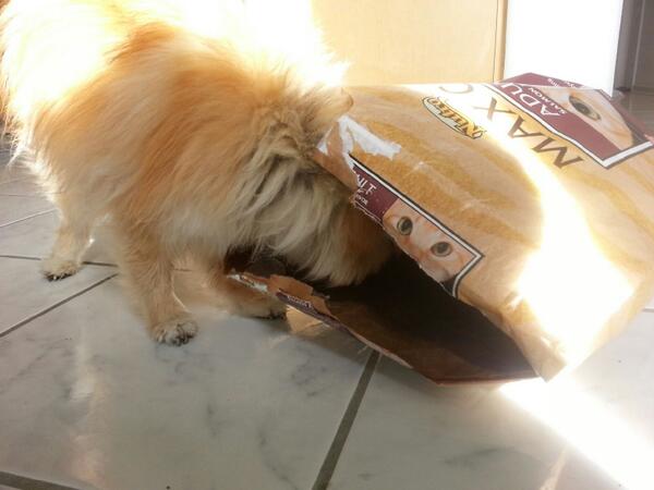 FoleyLam's tweet photo. This not cat food. I'm dog. This dog food. http://t.co/IgHD76QVx4