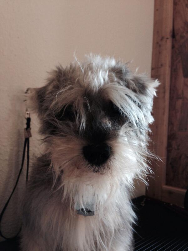 karmal82's tweet photo. #abominablesnowman #simon http://t.co/jtRbAK7HM7