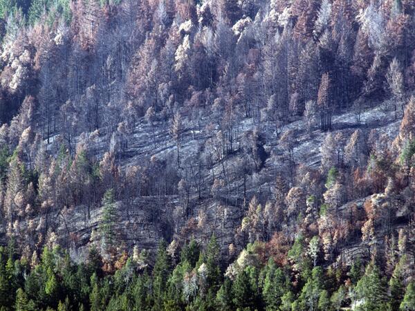 LealKurt's tweet photo. Burning of the redwoods, Big Basin State Park, controlled prescribed burn. http://t.co/LOXGmvlnJp
