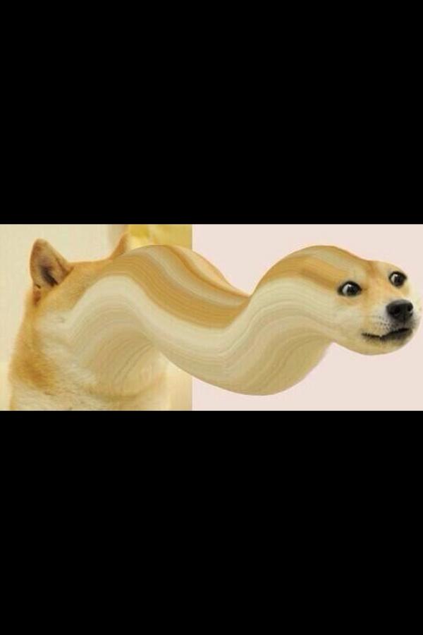 Shibe Doge tweet media