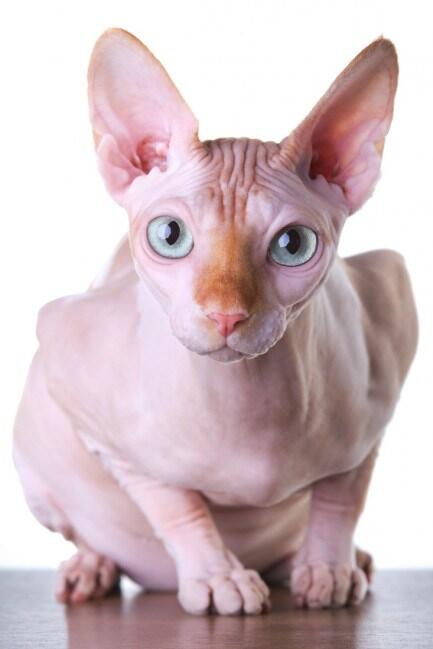 Descubre todo sobre la raza de gato Esfinge o #Sphynx melopienso.com/blog/sabias-qu… #curiosidades #gatos
