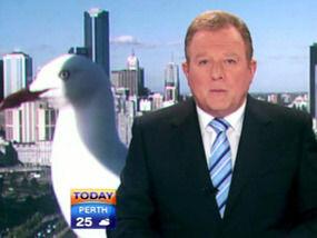 Rorschachs_Face's tweet photo. Does anyone else remember this badass seagull on the news like a year ago http://t.co/GQpA0PWtKJ