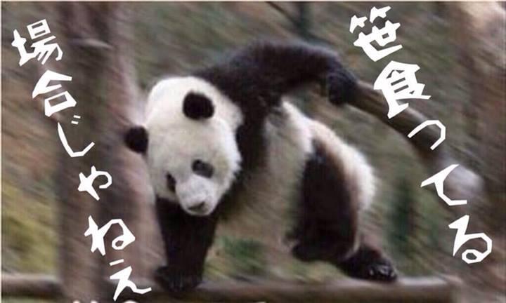 厳選 面白画像まとめbot Sur Twitter 笹食ってる場合じゃねえ パンダ T Co Yxj6sngyk5