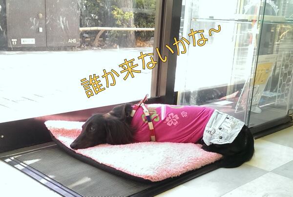 creamachs's tweet photo. 看板犬ちう！ http://t.co/ilKl0e70UI