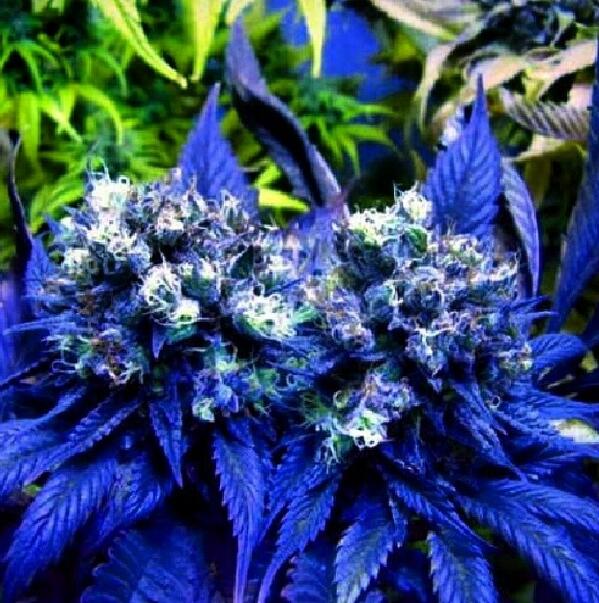 Marijuana_Giirl tweet picture