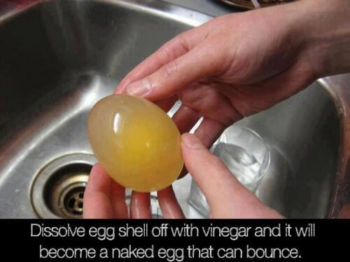 dailyfunnny's tweet photo. did you know you can peel the skin off an egg? http://t.co/c8ox70H6aw