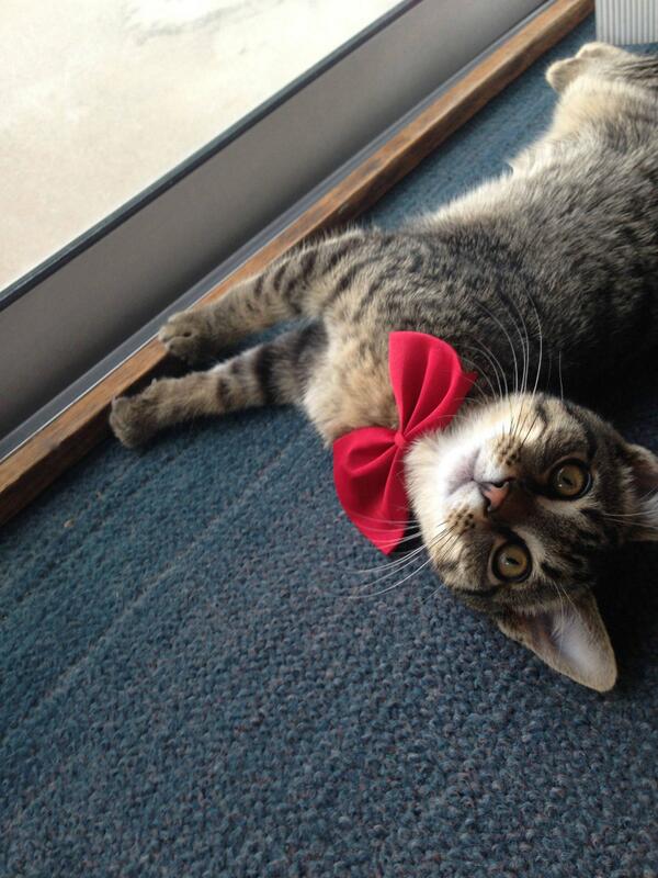 TerumCutie's tweet photo. Sorry this is so late! Dawson was a bit sore after the computer incident :S #bowtiesarecool this week #dailycatdose http://t.co/q9OLi7SULI