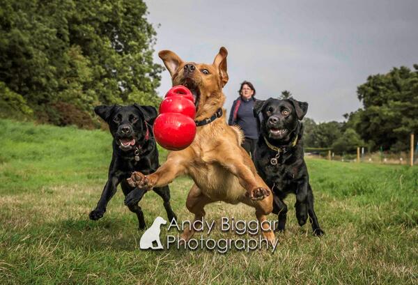 AndyBiggar's tweet image. #Dogphotographer This photo is part of my &quot;Catch &quot; project which will be launched on my re vamped website soon