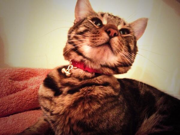 beccy_jane's tweet photo. Thank you for my new collar @MeGillard  xx http://t.co/3KZArL3IFx
