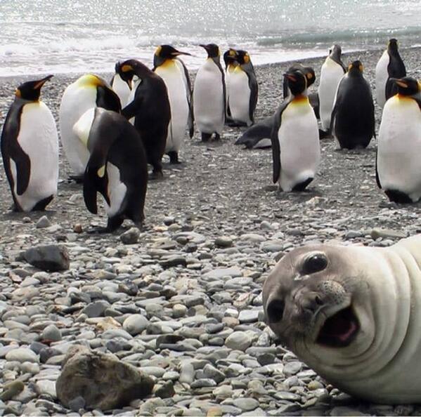 ian_1964's tweet photo. Check out the seal! http://t.co/xd4ZXxjRZp