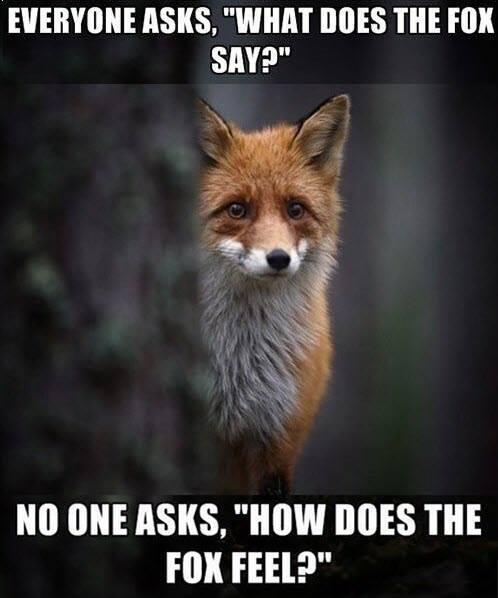 YlvisFans's tweet photo. Everyone asks "What does the fox say?"
No one asks "How does the fox feel?"
#ylvis http://t.co/RGz6RVcNop