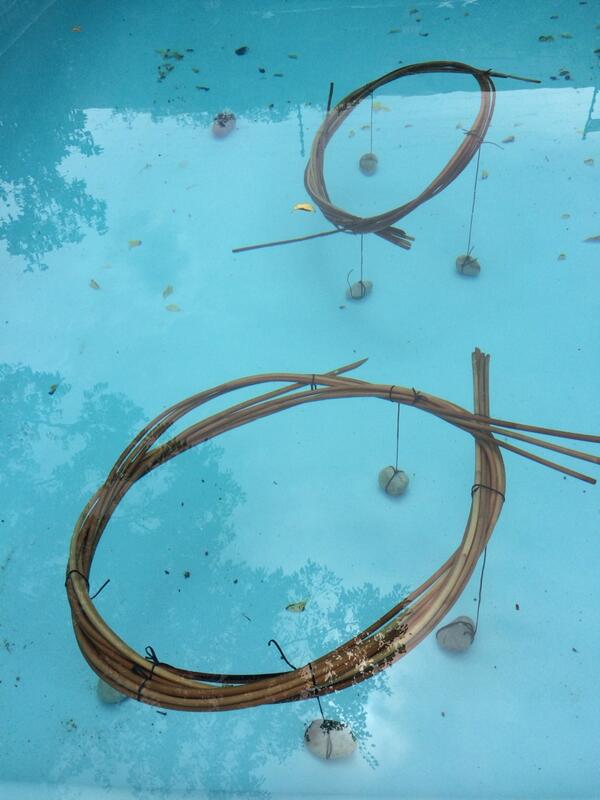 Cane preparation #Wentel @AbsaKKNK