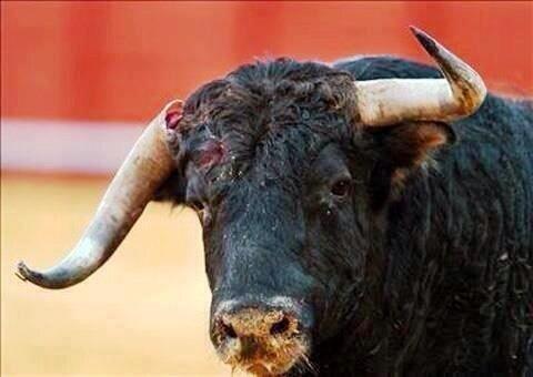 _Paisajes_'s tweet photo. Esto no es arte, esto es torturar a un animal. http://t.co/4Nk6d57pM5