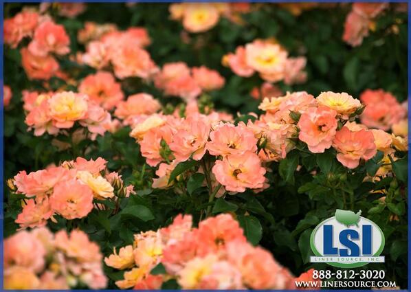 LinerSource's tweet image. Drift Rose Peach @LinerSource #blooming #linersource #driftroses