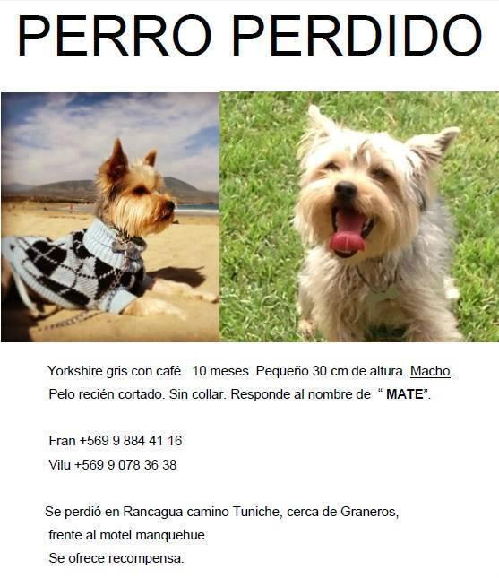 valecouble's tweet photo. PERRO PERDIDO EN RANCAGUA, camino Tuniche #RT @Rancagua @PerrosPerdidos @DonDatos @DGatunaPerruna @F_GarrasyPatas http://t.co/i0n9ycWvSA