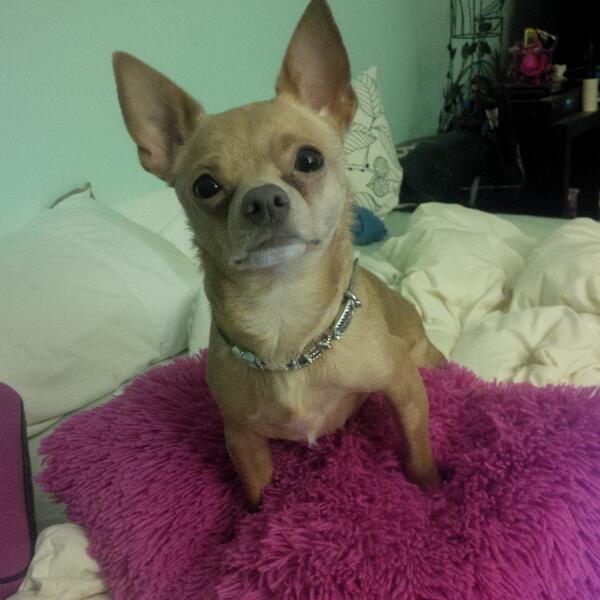 renataaRose's tweet photo. My owner is sitting in #jrn112 right now. http://t.co/vF29fOANwY