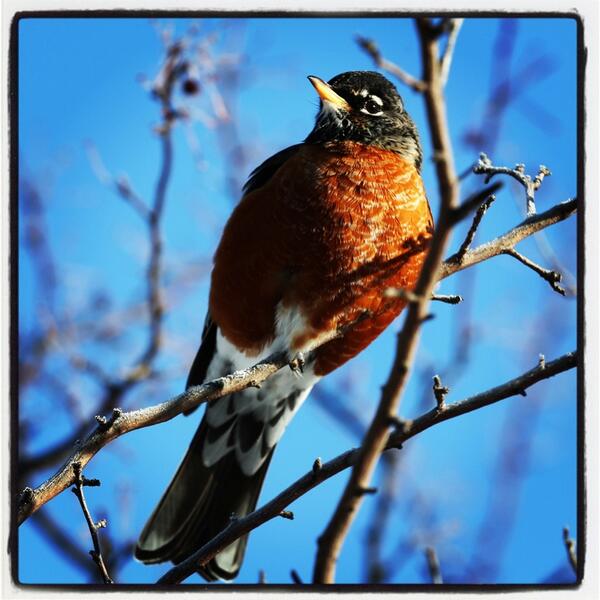 ericseals's tweet image. A Robin is a sign of Spring!! It's -9 below outside in Detroit. This bird is confused! #whenissummer #polarvortex