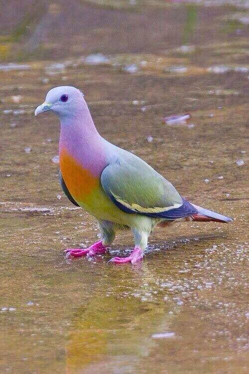 sa20002eed tweet picture