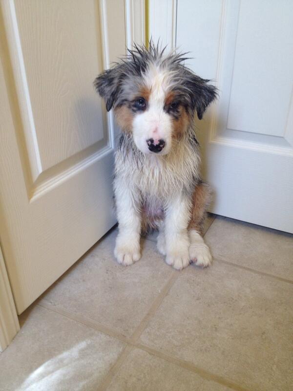 kthmoore's tweet image. He doesn't understand....without using a blow dryer, he will get SICK #divastatus #stubbornpup