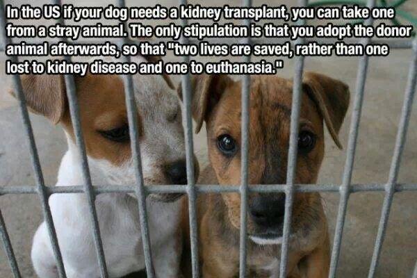 A9_Myburgh's tweet photo. @2MakeYSmile2 @EricJWest @DesireeNasreen @Veeroni3 @DavidSpohr @ReneeGerber1 Now is'nt this a fab idea? @lynnOnCrime http://t.co/pYRGdDp55K