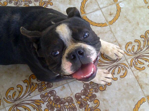 celialeonor's tweet photo. ---se consuguio bulldog franceS en pdos del este. Necesutamos hallar  duenos. @MascoAyudas 
---
Enviado por WhatsApp http://t.co/wsqf7pPQ99