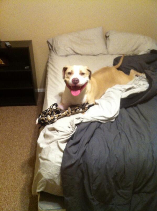 TaylorPenny09's tweet image. My #pitbull Taylor is a very happy #puppy #ourpitpage #pitbullpride