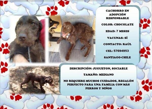 sylvana_chile's tweet photo. RT Cachorrito en adopción. @SrtaDeLosDatos @DanielVitis @Verofilu http://t.co/8zrUztaSS8