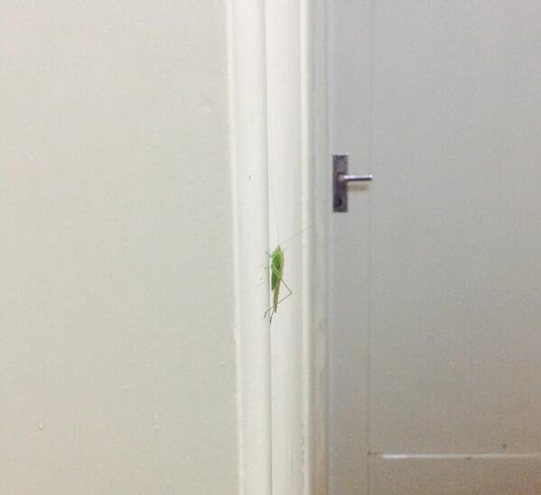 MssAris's tweet photo. Como narices se deshace una de un saltamontes volador verde? #inmunealosbichos #brasil http://t.co/A90Cd2Ojhg