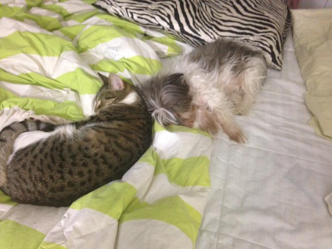 My babies are sleeping so cute. Getting ready for cam :-) http://t.co/alERsAwktY<a href="/tag/ginalynncollection"class="tags"><span>#ginalynncollection</span></a>