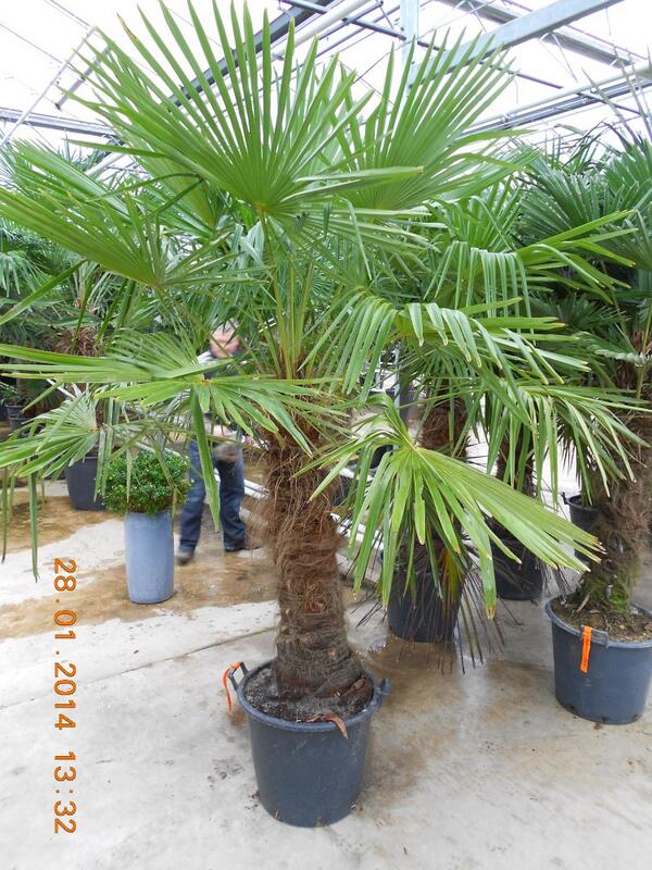 Vanaf heden zijn we de exclusieve verdeler van de enige echte Eagle palms voor Brabant en omstreken !  <a href="/Brabantpalm/">Brabantpalm</a>