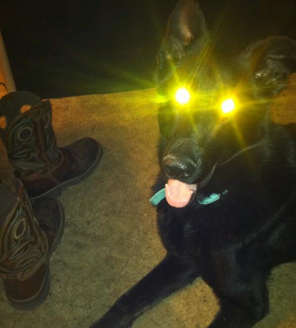 KevBot94's tweet photo. I love my dog #goldeneyes #Germanshepard #cowboyboots #yeeehaww http://t.co/8hiP15WMSn