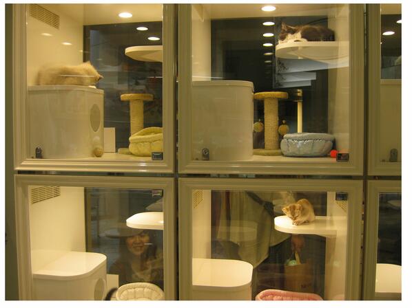 TerumCutie's tweet photo. #operationfindkittens has been a success!! http://t.co/qVDTjEb0ra