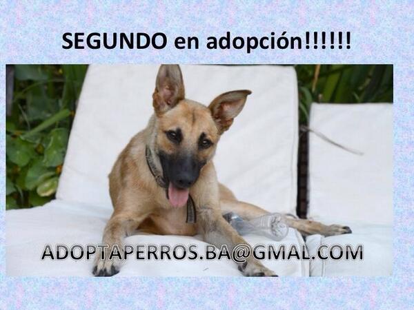 adoptaperrosba's tweet photo. Segundo en adopcion!! 1 año, castrado, desparasitado y vacunado!! Perro ideal para chicos!!!! http://t.co/jyyCDLKpPg