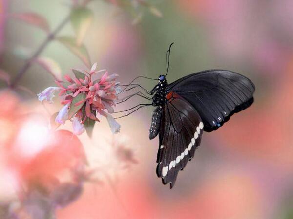 *** LAS MARIPOSAS DEL RINCON DE ENERI *** BfGlLQFCcAA6Prs