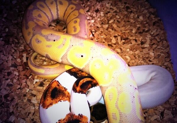 sweballpythons's tweet image. Hej hej här har ni två riktigt snygga kungspytons en Banana och en Pied två riktigt häftiga färgvarianter.