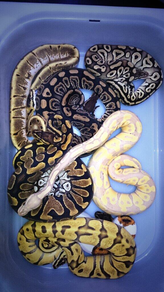 sweballpythons's tweet image. #Enchi #Banana #Pied #lesser #Yellowbelly #blackpastel #ballpythons