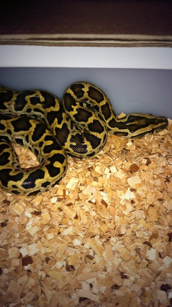 sweballpythons's tweet image. Dwarf burmese python #dwarfburmesepython