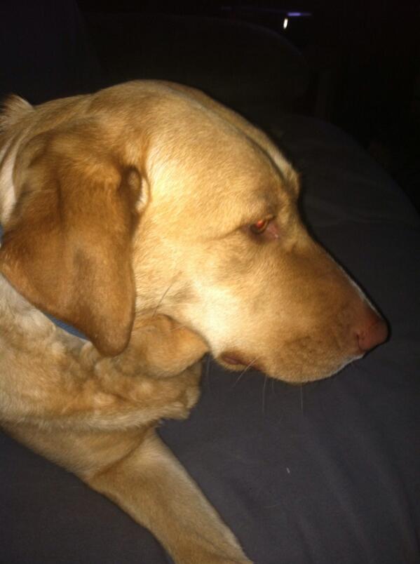 tackleboxash's tweet image. Getting the cold shoulder. I think someone needs to go shed hunting. #sheddog #labsareawesome #monsterraxx