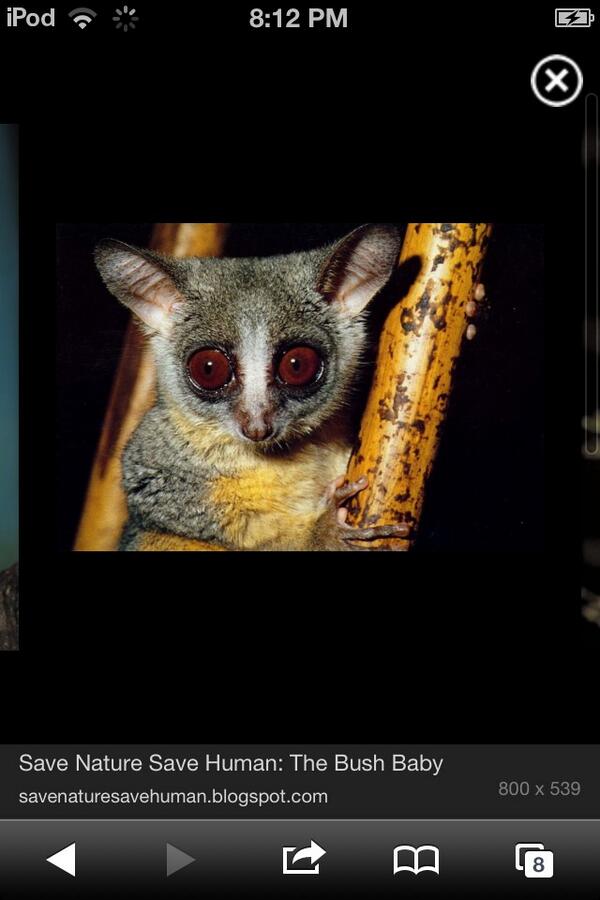 Calvingossip's tweet image. Hay bros give me all ur budder stuff to me of suffer the wrath of the bush baby