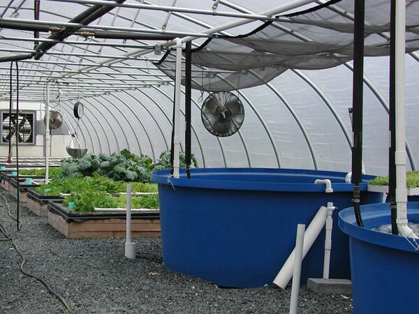 hydroexpert's tweet photo. Modern #Aquaponics is attributed to various works of New Alchemy Institute and Dr. Mark McMurty at NCSU. #aquaponic http://t.co/IOzEoktgNY