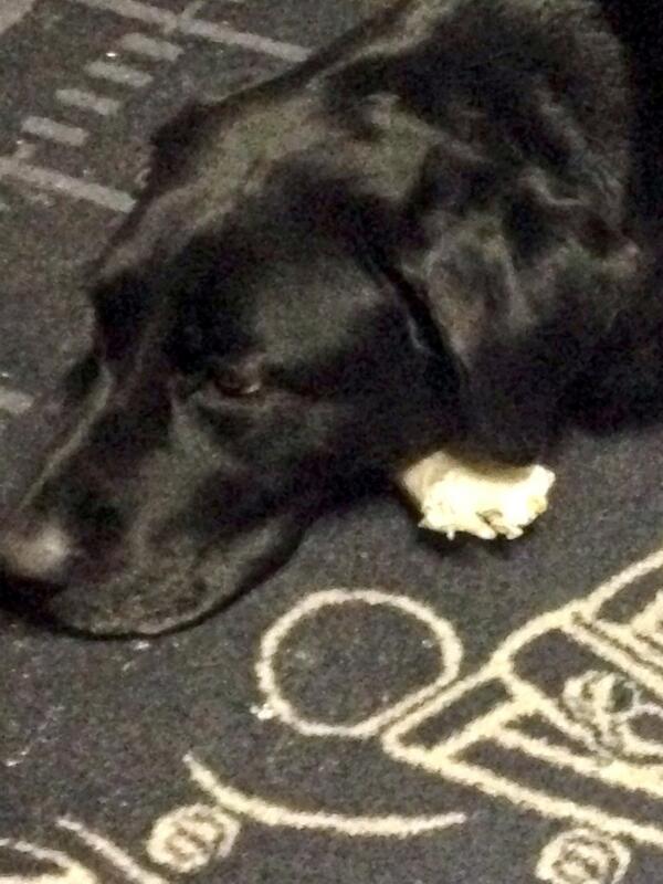 LucasLacosse's tweet image. my dog&apos;s bone addiction is getting out of hand #crackdog
