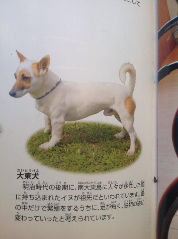 Follow 田口ボス丸犬好きgta好きフォローしてね S Pitbullamerikan Latest Tweets Twitter