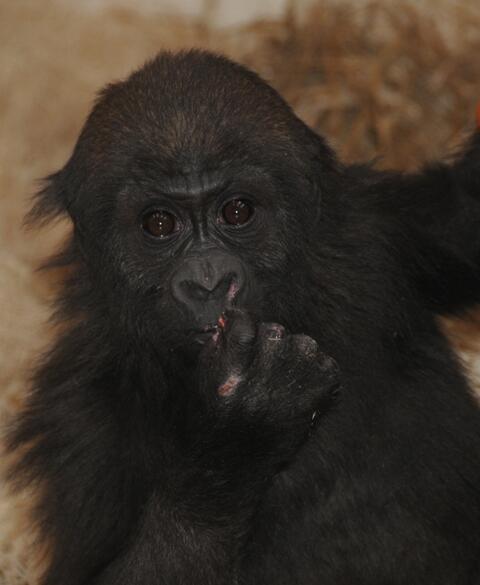 KendallHerold's tweet image. STOP THE PRESSES! 
It's Gladys' FIRST BIRTHDAY! Happy Birthday, sweet girl. @CincinnatiZoo @WCPO #9wakeup