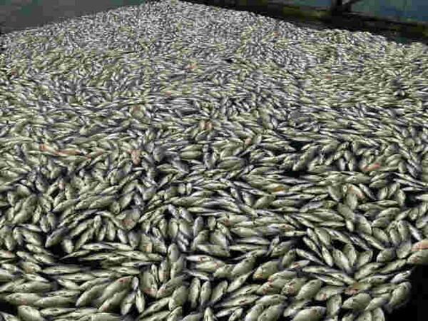 infoSumbar's tweet photo. RT @nofrins: Prihatin, 10 ton Ikan Karamba MANINJAU mati. Perlu Penelitian dan Perda  http://t.co/dfuefVFItS