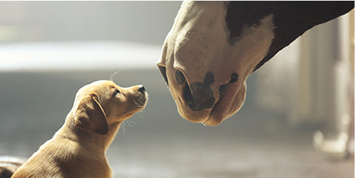 Watch the Clydesdales meet a new friend in this year's #SuperBowl commercial. #BestBuds youtu.be/uQB7QRyF4p4